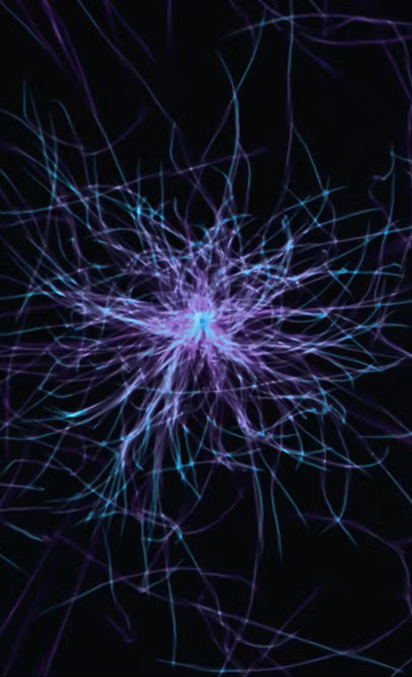 Neural systems pattern